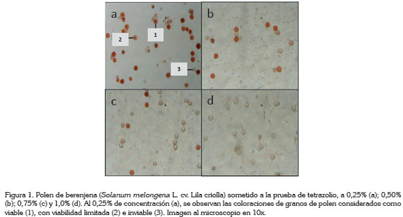 granos de polen bajo un microscopio